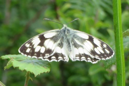 Melanargia galathea
